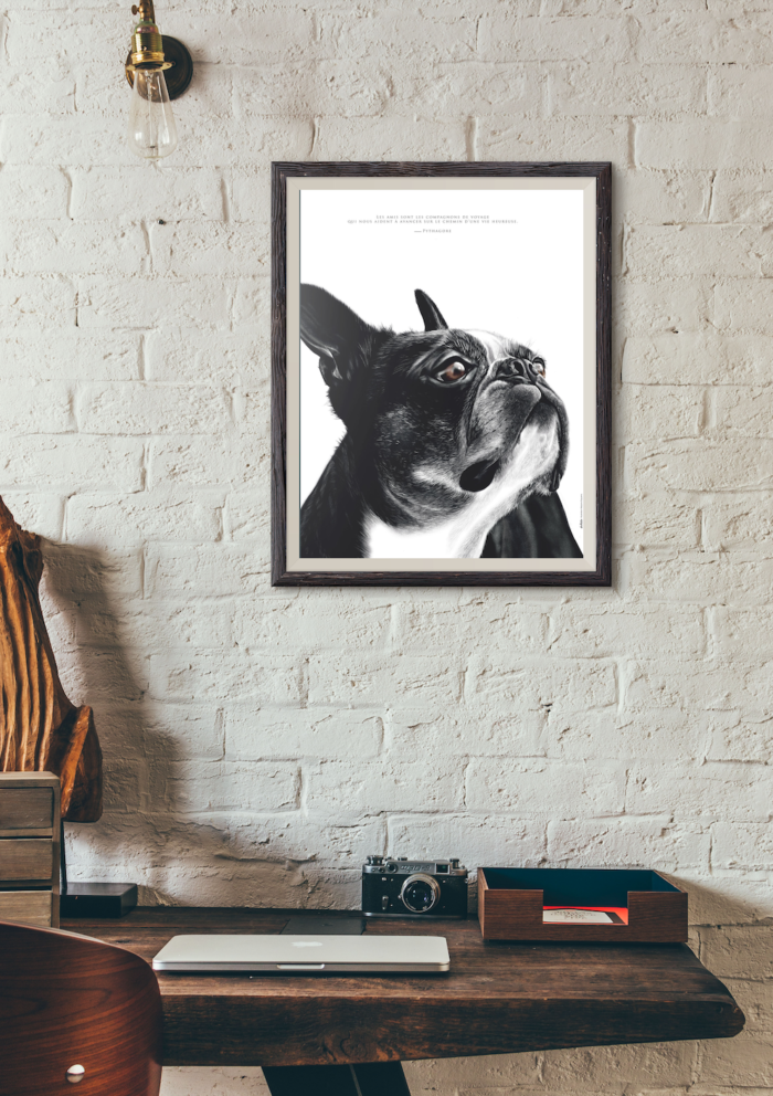 affiche Boston Terrier - dessin de Marjorie Esquerre - dessin de Boston Terrier - Boubouille