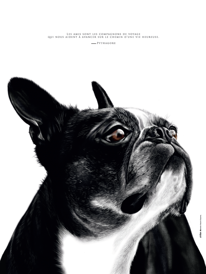 affiche Boston Terrier - dessin de Marjorie Esquerre - dessin de Boston Terrier - Boubouille