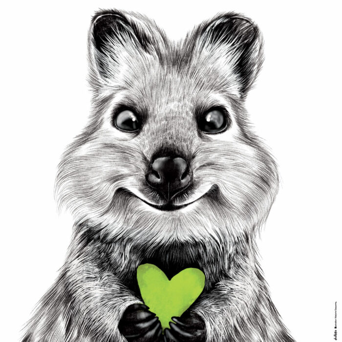 Le Quokka "le sourire" Coeur vert