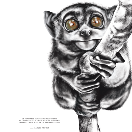 affiche dessin tarsier