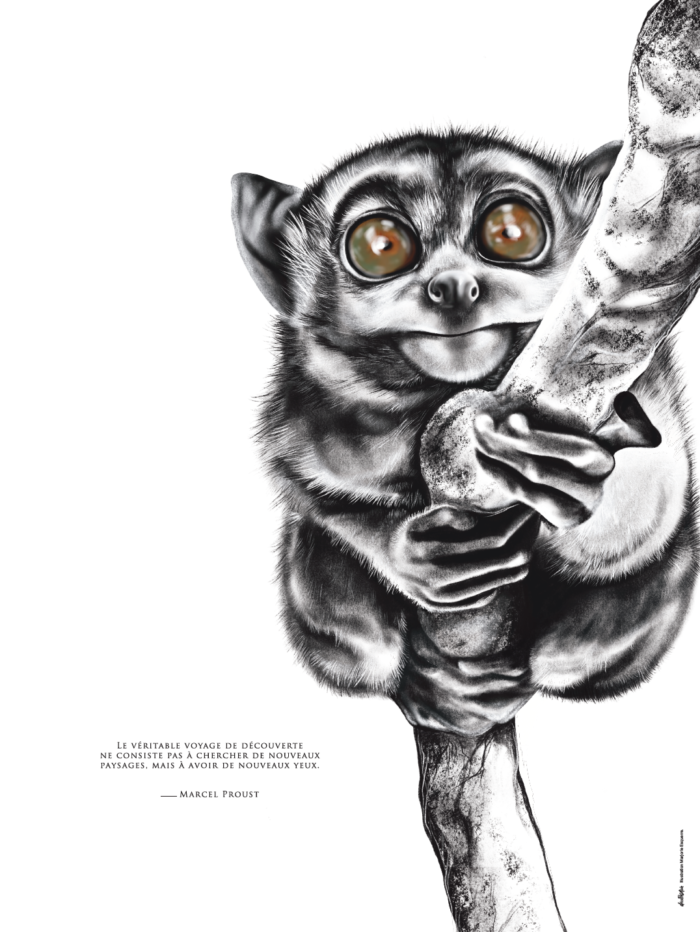 affiche dessin tarsier