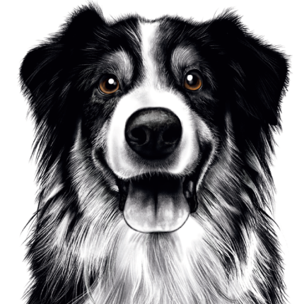 affiche border collie