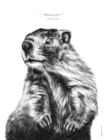 "La Marmotte" - affiche originale portant un dessin de marmotte associé à la citation du Dalaï-Lama : "Le sommeil est la meilleure des méditations".