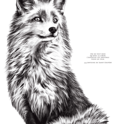 Dessin Le Renard portant la citation de Saint Exupéry : "on ne voit bien qu'avec le coeur, l'essentiel est invisible pour les yeux" - dispo en affiche.