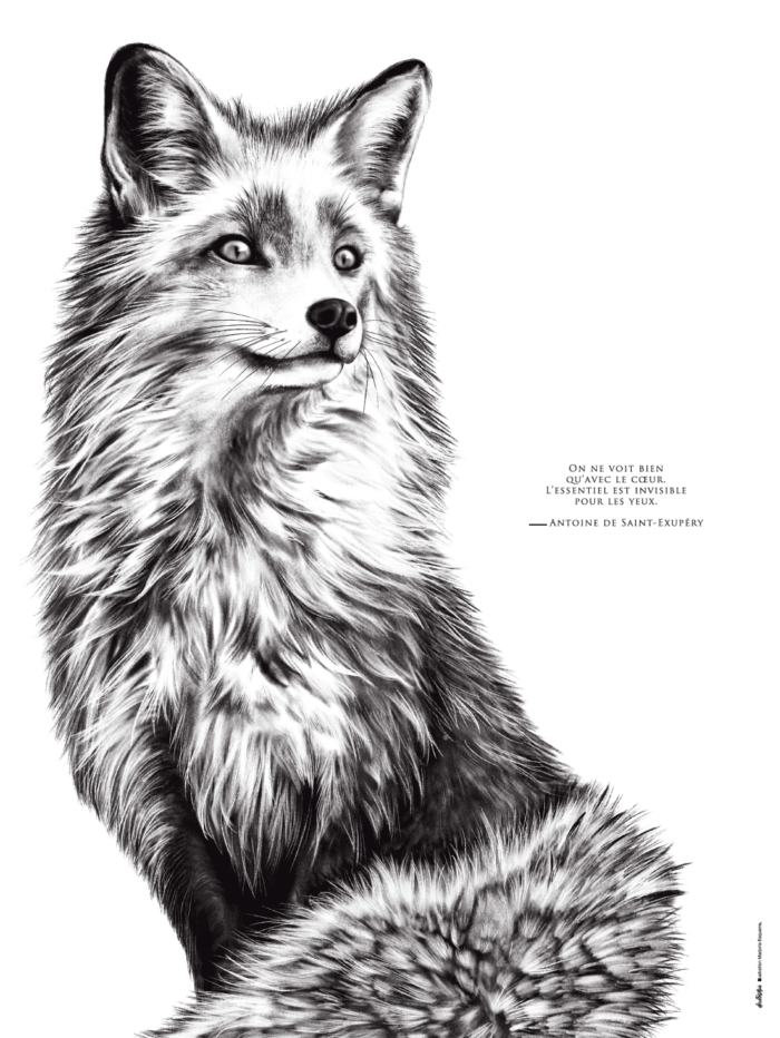 Dessin Le Renard portant la citation de Saint Exupéry : "on ne voit bien qu'avec le coeur, l'essentiel est invisible pour les yeux" - dispo en affiche.