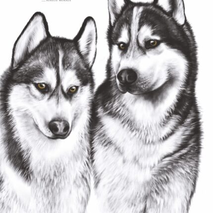 Affiche Husky de Sibérie - 30 X 40 cm portant une citation sur le lien. Affiche : 19€ - Dessin par Marjorie Esquerre.