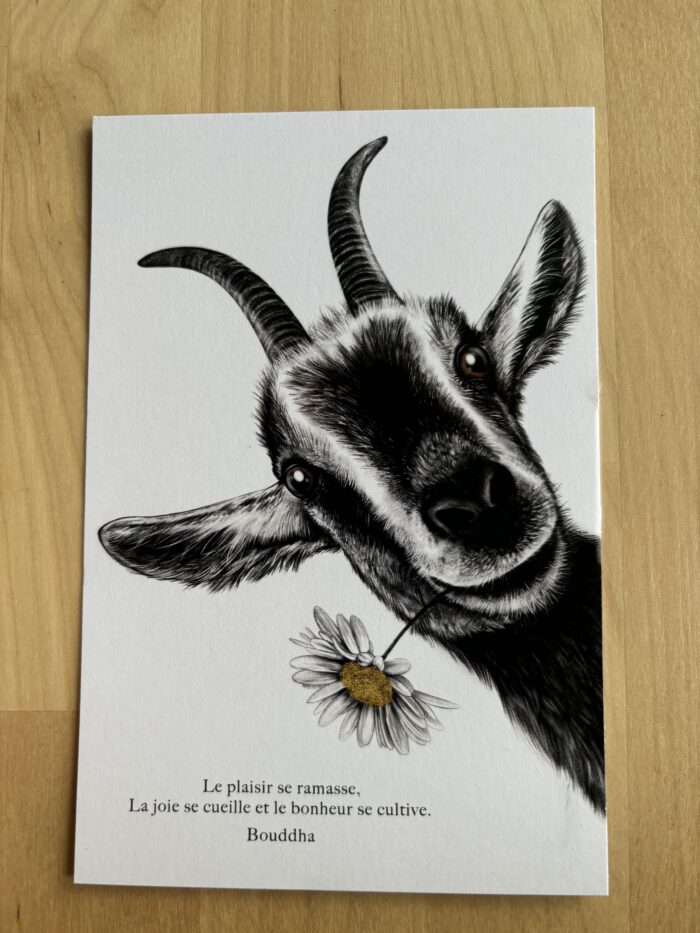 carte postale chèvre - format 10 X 15 cm- dessin de chèvre avec citation de Bouddha