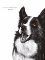 Dessin d'"un border collie réalisé par Marjorie Esquerre portant la citation de Victor Hugo - disponible en affiche / poster format 30 X 40 cm