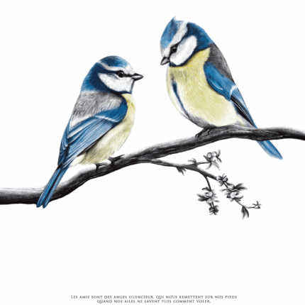 Affiche Oiseau - Dessin de deux mésanges bleues portant une citation de Victor Hugo sur l'amitié et la solidarité - Disponible en affiche et en carte. Tous droits réservés - dessin de Marjorie Esquerre