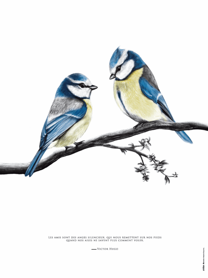 Affiche Oiseau - Dessin de deux mésanges bleues portant une citation de Victor Hugo sur l'amitié et la solidarité - Disponible en affiche et en carte. Tous droits réservés - dessin de Marjorie Esquerre