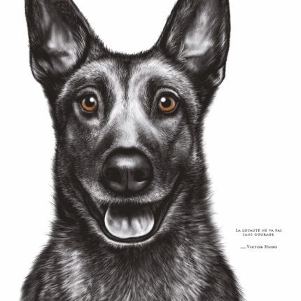 Dessin d'un malinois réalisé par Marjorie Esquerre portant une citation positive et inspirante - disponible en affiche / poster format 30 X 40 cm