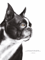 Dessin d'un boston terrier réalisé par Marjorie Esquerre portant une citation sur les amis - disponible en affiche / poster format 30 X 40 cm