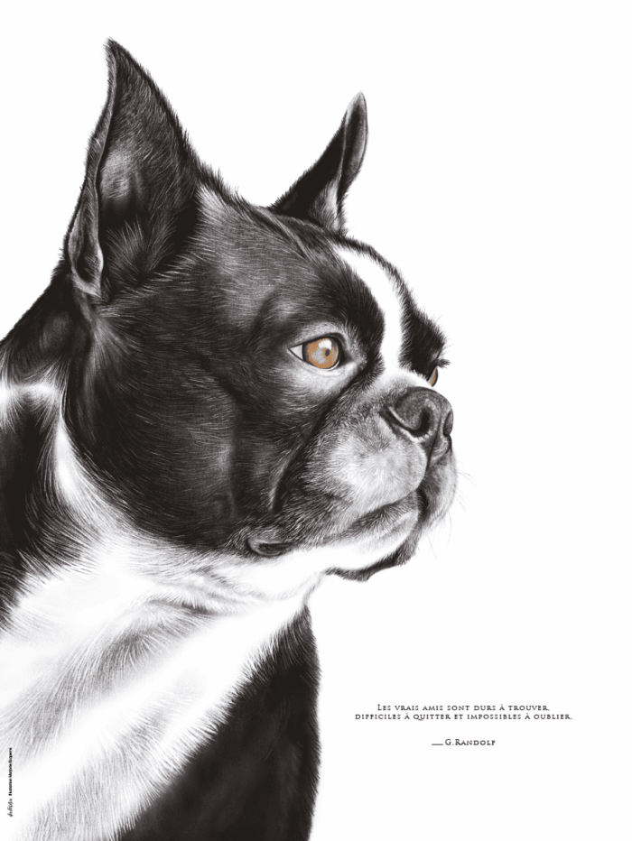 Dessin d'un boston terrier réalisé par Marjorie Esquerre portant une citation sur les amis - disponible en affiche / poster format 30 X 40 cm