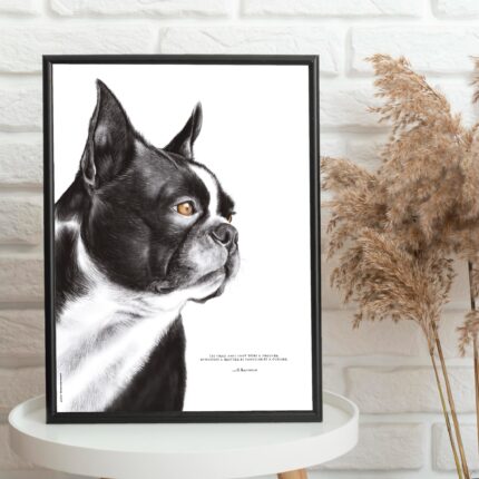 Dessin d'un boston terrier réalisé par Marjorie Esquerre portant une citation sur les amis - disponible en affiche / poster format 30 X 40 cm