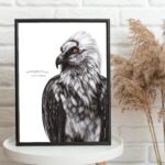 Affiche d’un gypaète barbu emblème des Pyrénées - dessin de Marjorie Esquerre