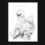 affiche d'une poule soie - dessin de Marjorie Esquerre pour decopositive