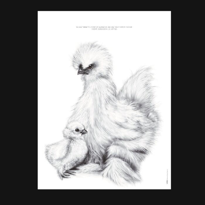 affiche d'une poule soie - dessin de Marjorie Esquerre pour decopositive