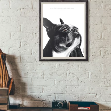 affiche Boston Terrier - dessin de Marjorie Esquerre - dessin de Boston Terrier - Boubouille