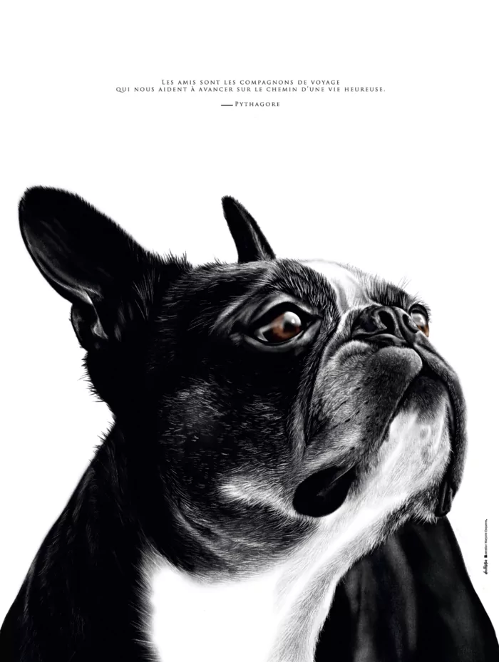 affiche-boston-terrier-decopositive affiche Boston Terrier - dessin de Marjorie Esquerre - dessin de Boston Terrier - Boubouille