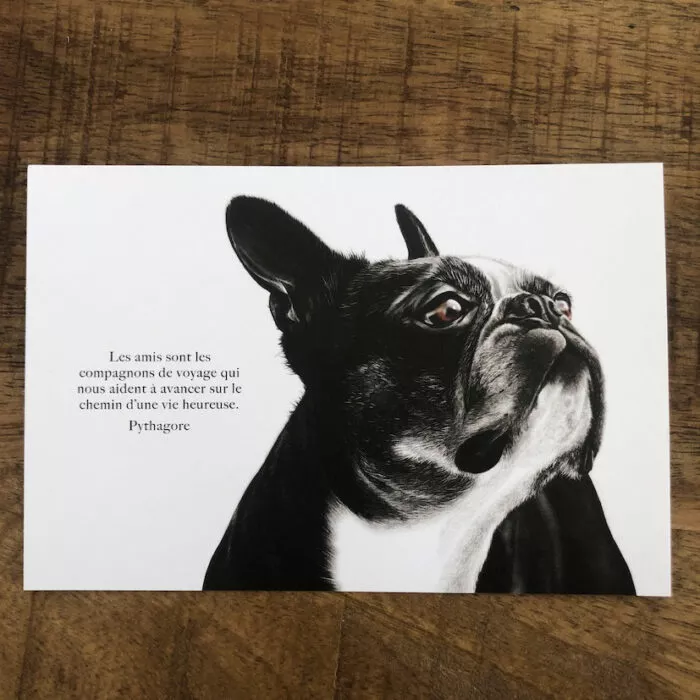 Carte chien Boston terrier "l'amitié" Le chien Boston terrier - "L'amitié" – Image 5