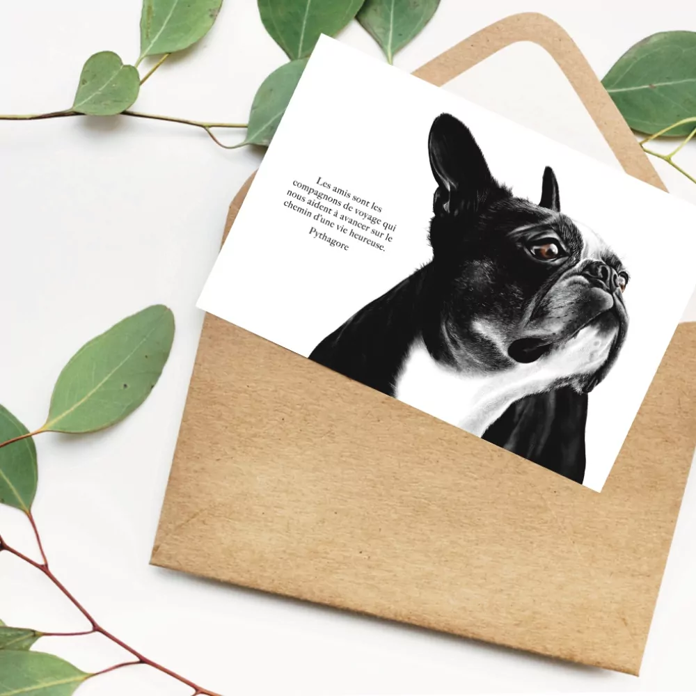 carte-chien-decopositive carte-chien-boston-terrier