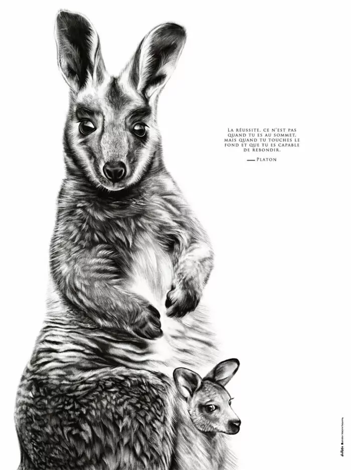 Le Kangourou "la combativité"