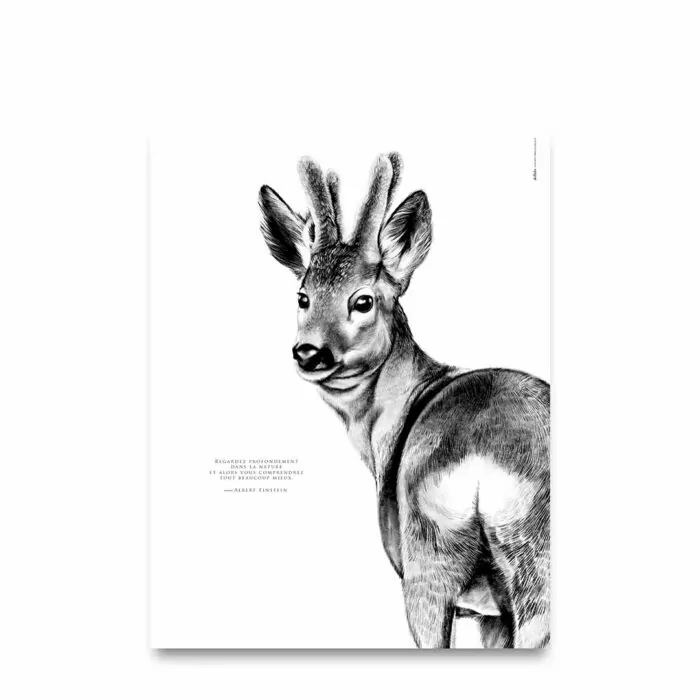 Le Chevreuil "la nature"