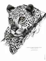 Le Jaguar "la vitesse"
