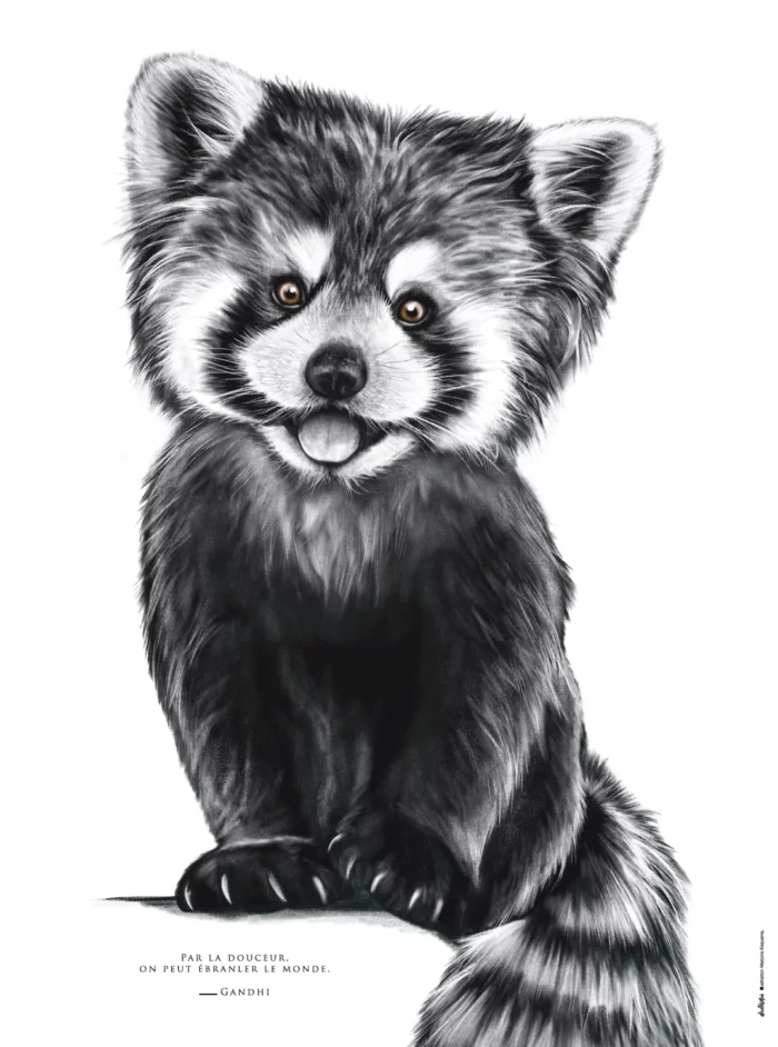 Affiche et carte le Panda Roux - dessin d'un Panda Roux associé à la citation de gandhi sur la douceur.