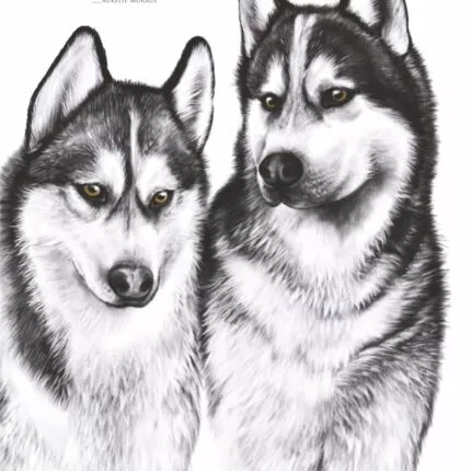 Affiche Husky de Sibérie - 30 X 40 cm portant une citation sur le lien. Affiche : 19€ - Dessin par Marjorie Esquerre.