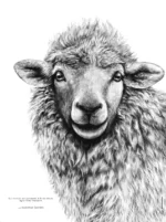 Affiche brebis format 30 X 40 cm portant une citation de gandhi sur la douceur - dessin de Marjorie Esquerre