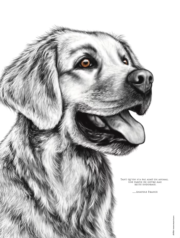 affiche-golden-retriever-dessin-decopositive Affiche Golden Retriever - dessin portant la citation d'Anatole France : "Tant qu'on n'a pas aimé un animal, une partie de notre âme reste endormie "