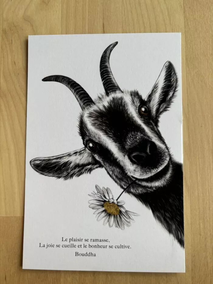 carte postale chèvre - format 10 X 15 cm- dessin de chèvre avec citation de Bouddha