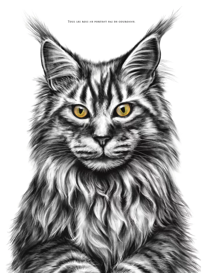 dessin-affiche-main-coon Affiche chat Main Coon - dessin portant la citation "Tous les rois ne portent pas de couronne". affiche 30 X 40 cm - 19€ - Dessin Marjorie Esquerre