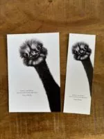 carte postale et marque page l'autruche par decopositive