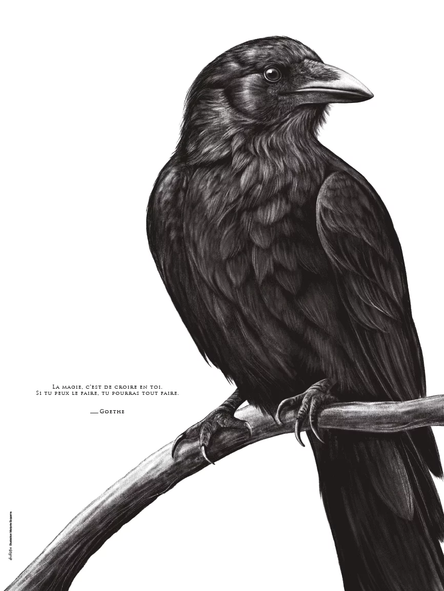 affiche-dessin-corbeau-decopositive Affiche d'un corbeau - Dessin d'un corbeau accompagné d'une citation de Goethe sur la magie. Disponible en affiche 30 X 40 cm.