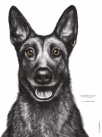 Dessin d'un malinois réalisé par Marjorie Esquerre portant une citation positive et inspirante - disponible en affiche / poster format 30 X 40 cm