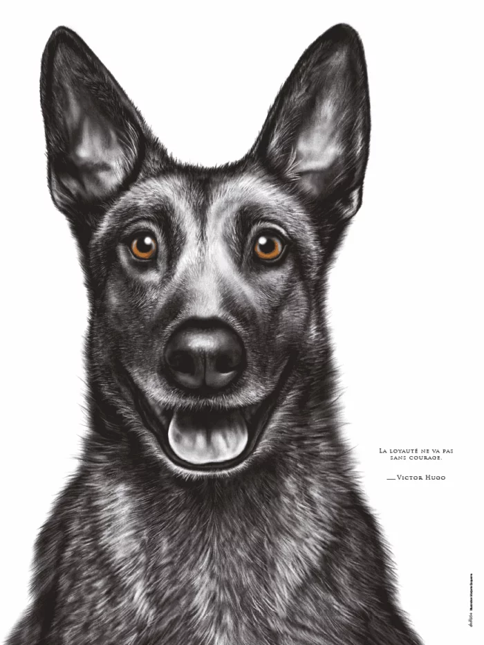 Dessin d'un malinois réalisé par Marjorie Esquerre portant une citation positive et inspirante - disponible en affiche / poster format 30 X 40 cm