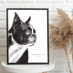 Dessin d'un boston terrier réalisé par Marjorie Esquerre portant une citation sur les amis - disponible en affiche / poster format 30 X 40 cm