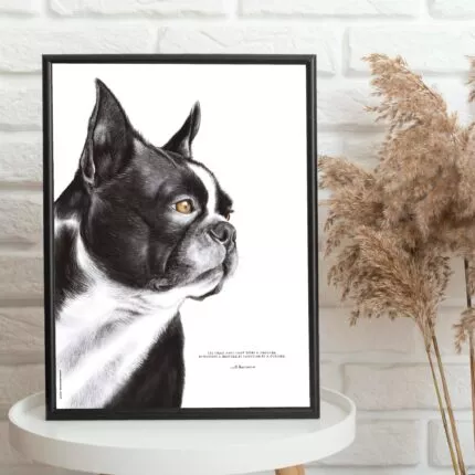 Dessin d'un boston terrier réalisé par Marjorie Esquerre portant une citation sur les amis - disponible en affiche / poster format 30 X 40 cm