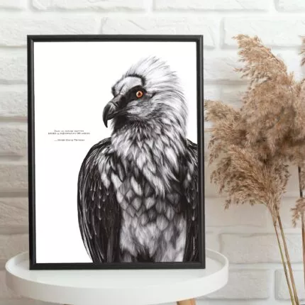 Affiche d’un gypaète barbu emblème des Pyrénées - dessin de Marjorie Esquerre