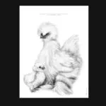 affiche d'une poule soie - dessin de Marjorie Esquerre pour decopositive