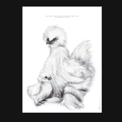 affiche d'une poule soie - dessin de Marjorie Esquerre pour decopositive