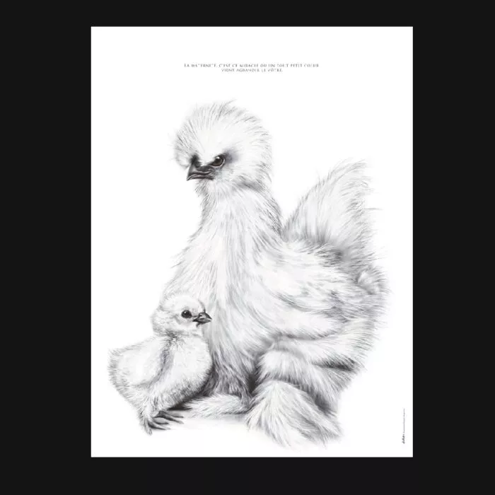 affiche d'une poule soie - dessin de Marjorie Esquerre pour decopositive